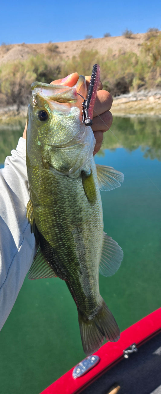 *** LIMITED EDITION COLOR***